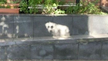 Ayo tebak ini anjing sungguhan atau hanya bayangan? (Foto: Boredpanda)