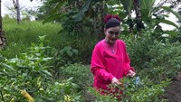 Panen cabe tulis Tetty. Di foto ini terlihat Tetty asyik memetik cabai rawit di kebun. Meskipun sedang jadi petani tapi gayanya tetap saja modis. Foto: instagram @christiany_eugenia_paruntu