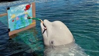Seekor Paus Beluga berbakat sedang melukis menggunakan kuas khusus di Akuarium Hakkeijima Sea Paradise di Yokohama, Tokyo, Jepang. Yoshikazu Tsuno/AFP/Getty Images.