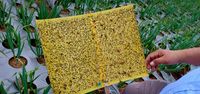 Basmi Hama, Kementan Minta Petani Bawang Putih Pakai 'Jebakan Kuning'