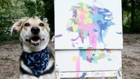 Anjing asal Maryland, Amerika Serikat ini terkenal dengan sebutan Leonardo da Vinci berkat kemampuannya mengolah warna yang memukau. Barcroft/Barcroft Media via Getty Images.