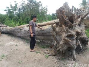 Warga Sleman Temukan Jati Pendem Berusia Ratusan Tahun