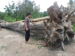 Warga Sleman Temukan Jati Pendem Berusia Ratusan Tahun