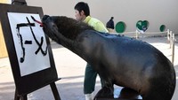 Seekor singa laut bernama Chen menggambar karakter China untuk anjing di Hakkeijima Sea Paradise, Yokohama, Tokyo, Jepang. Toru Yamanaka/AFP/Getty Images.