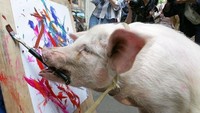 Seekor babi sedang menunjukkan keahlian mewarnainya di Rusia. Alexander Nemenov/AFP/Getty Images.
