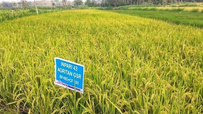 Foto: Dok Kementan Foto: Dok Kementan