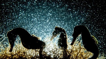 Seahorse Density karya fotografer Shane Gross dari Kanada. (Foto: Shane Gross/UPY 2018)