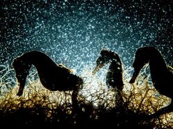 Terpukau Jepretan Jawara Underwater 2018