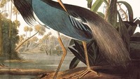 Buku ini dibuat oleh naturalis dan pelukis John James Audubon yang mencakup sejumlah besar spesies burung, yang harga termahalnya dijual US$ 11,5 juta (Rp 166,7 miliar) Foto: Iatimewa: bookstr.com