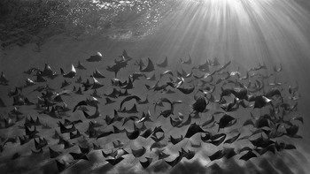 Morning Flight karya fotografer Filippo Borghi dari Italia. (Foto: Filippo Borghi/UPY 2018)