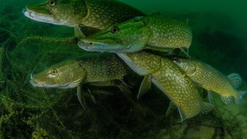 How many pike? karya fotografer Tony Stephenson dari Inggris. (Foto: Tony Stephenson/UPY2018)