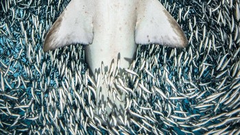 A sand tiger shark surrounded by tiny bait fish karya fotografer Tanya Houppermans dari Amerika Serikat. (Foto: Tanya Houppermans/UPY 2018)