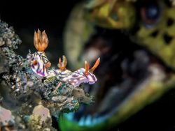 Terpukau Jepretan Jawara Underwater 2018