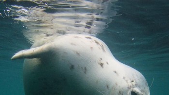 Scratchy Seal karya fotografer Vicky Paynter dari Inggris. (Foto: Vicky Paynter/UPY 2018)