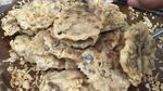 Krenyes! Yang Doyan Tempe Goreng Renyah, Mana Suaranya?