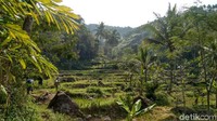 Jarak dari pusat Kota Ciamis ke pos pendakian sekitar 15 kilometer. Pemandangan indah seperti ini akan traveler saksikan sepanjang perjalanan. Cakep bukan? (Dadang/detikTravel)