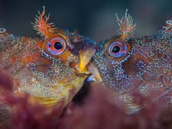 Terpukau Jepretan Jawara Underwater 2018