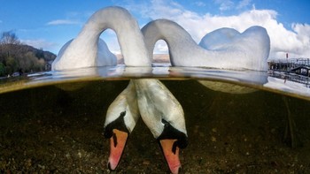 Love Birds karya fotografer Grant Thomas dari Inggris. (Foto: Grant Thomas/UPY 2018)