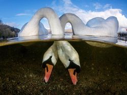 Terpukau Jepretan Jawara Underwater 2018