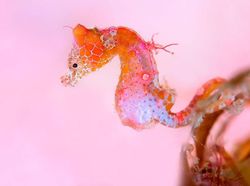 Terpukau Jepretan Jawara Underwater 2018