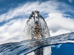 Terpukau Jepretan Jawara Underwater 2018