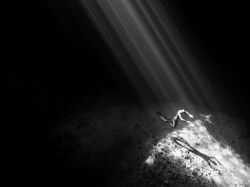 Terpukau Jepretan Jawara Underwater 2018