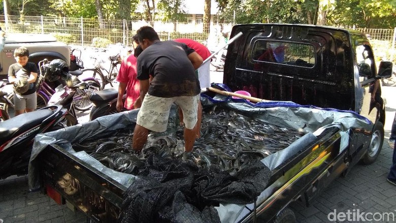 Lepas 10 Ton Lele, Relawan Jokowi: Yang Protes LSM Kurang Gaul Lepas 10 Ton Lele, Relawan Jokowi: Yang Protes LSM Kurang Gaul