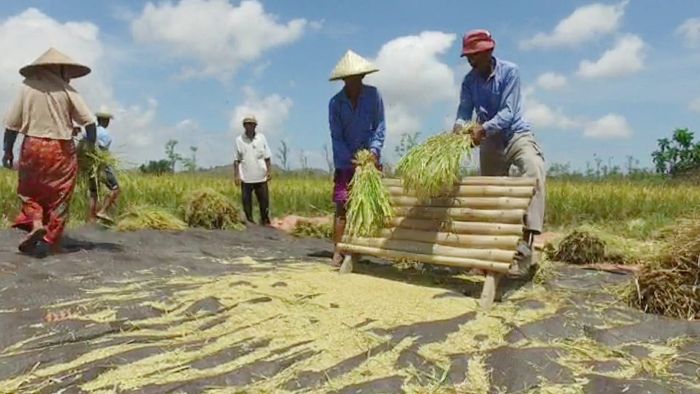 Sejumlah petani melaksanankan panen padi jenis Inpari 40 di Desa Banyu Urip, Kecamatan Praya Barat, Kabupaten Lombok Tengah NTB/Foto: Dok Kementan Sejumlah petani melaksanankan panen padi jenis Inpari 40 di Desa Banyu Urip, Kecamatan Praya Barat, Kabupaten Lombok Tengah NTB/Foto: Dok Kementan