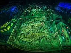 Terpukau Jepretan Jawara Underwater 2018