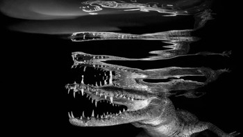 Crocodile reflections karya fotografer Borut Furlan dari Slovenia. (Foto: Borut Furlan/UPY 2018)