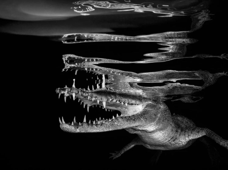 Terpukau Jepretan Jawara Underwater 2018