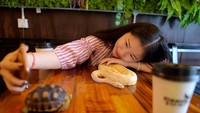 Kafe ini dibuat oleh Chea Raty karena dia seorang pecinta reptil. Pria berusia 32 tahun ini berharap supaya orang-orang tidak lagi takut kepada hewan reptil (AFP/GETTY IMAGES) 