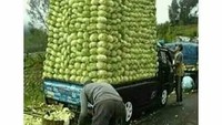 Nasihat buat wanita yang masih jomblo nih. Cari suami yang tukang sayur, sayuran aja ditata rapi, apalagi masa depan dan anak-anak kamu. Ciyee! Foto: Istimewa