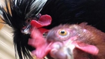 Kehilangan ponsel beberapa saat dan ketika didapat kembali, ada foto seekor ayam selfie. Foto: boredpanda