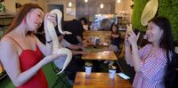 Serunya! di Kafe Ini Bisa Ngopi Sambil Selfie Dengan Ular