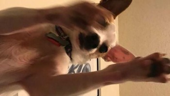 Meninggalkan ponsel di sofa dan aplikasi kameranya terbuka sehingga terekamlah pemandangan ini. Foto: boredpanda