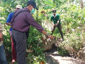 Mayat Bayi Tanpa Tangan dan Kaki Ditemukan Mengapung di Kolam Lele