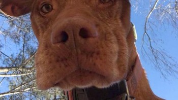 Pemilik ponsel meninggalkan gadgetnya bebrapa saat di halaman dan ketika diambil kembali, sudah ada foto ini. Foto: boredpanda