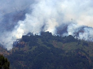 BPBD Cabut Status Kebakaran Hutan di Jambi Pekan Depan
