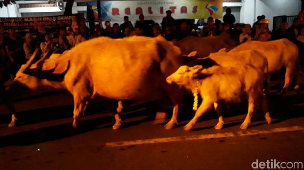 Kirab kerbau bule di malam 1 Suro, Solo, Selasa (11/9/2018).