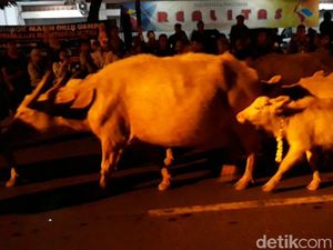 Kebo Bule Keraton Solo, Sejarah hingga Perannya dalam Kirab Malam 1 Suro