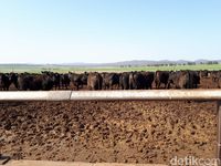 Sejak 1838, Peternakan Rangers Valley Produksi Daging Sapi Berkualitas Internasional