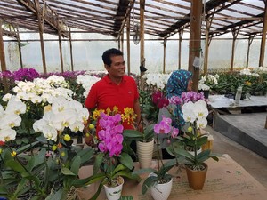 Bertani Hortikultura Cocok untuk Milenial