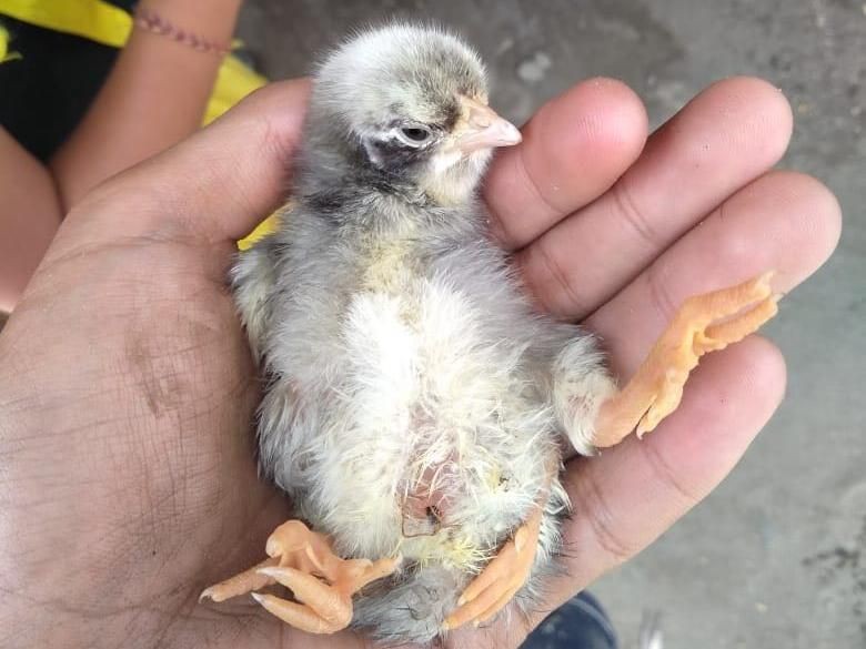 Unik! Ada Anak Ayam Berkaki Empat di Bangli Bali