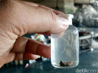 Foto: Ramai-ramai Berburu Emas Harta Karun Sriwijaya
