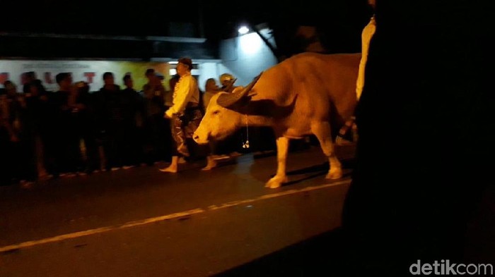 Kirab kerbau bule di malam 1 Suro, Solo, Selasa (11/9/2018).