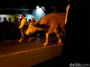 Kebo Bule Pusaka Keraton Solo Mati Jelang Malam 1 Suro, Diduga Kena PMK
