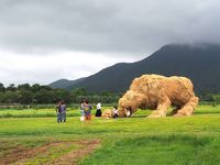 Tradisi Panen di Jepang, Petani Buat Karya Seni Dari Tumpukan Jerami Padi