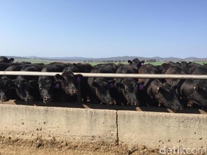 Sejak 1838, Peternakan Rangers Valley Produksi Daging Sapi Berkualitas Internasional