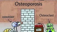 Osteoblas adalah sel yang membentuk tulang sementara osteoclast berfungsi mendaur ulang. Nah pengeroposan tulang terjadi ketika proses pembentukan tulang baru lebih lambat dari kerja osteoclast. (Foto: Internet) 